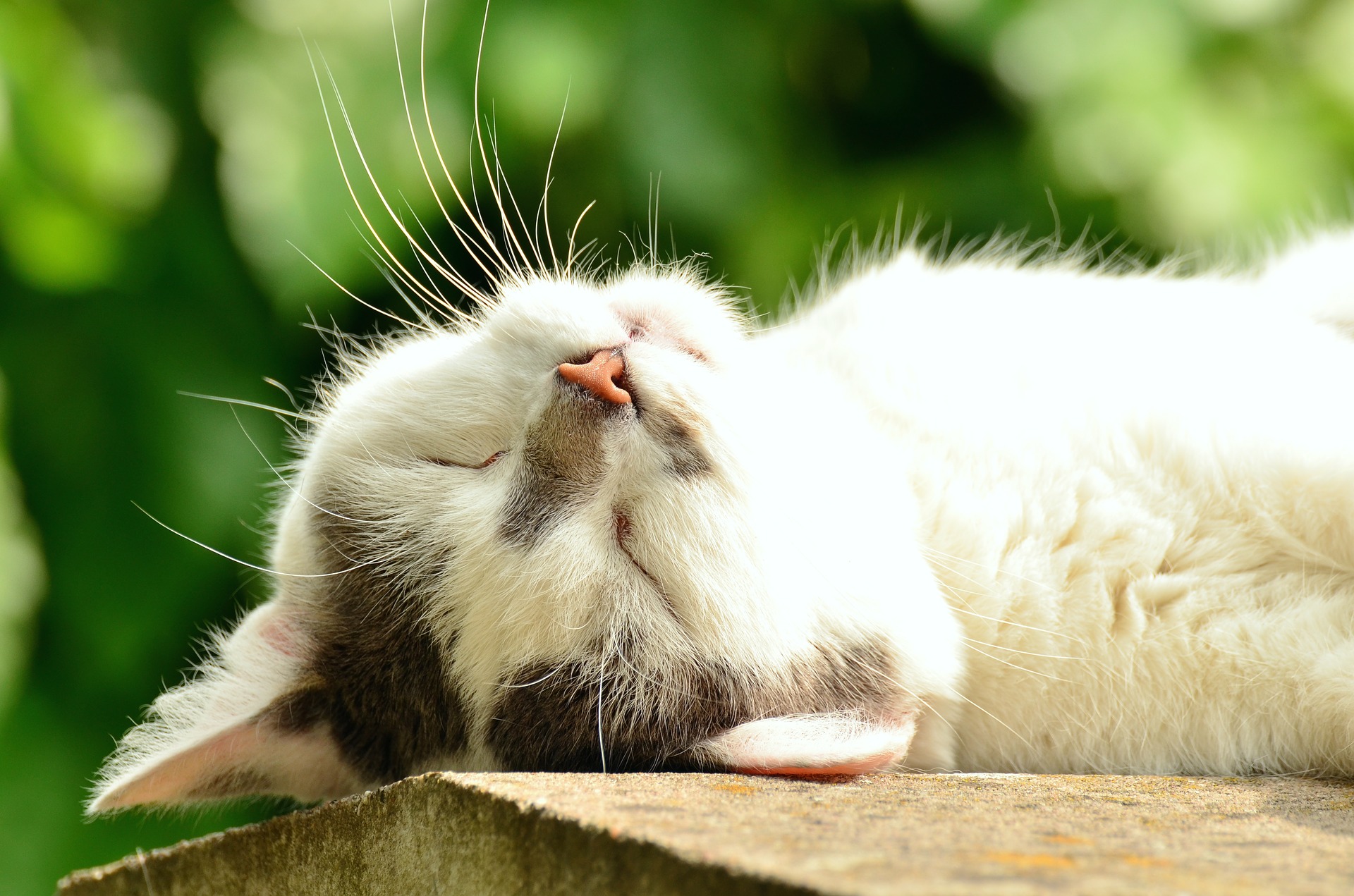 Cat relaxing in sun as he is protected with his catfence Freedom Fence