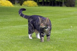 cat fence cat run