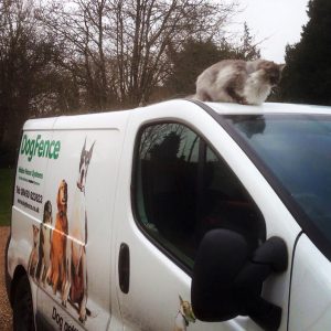 cat sitting on roof of dog fence van