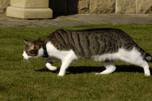 the invisible cat enclosure