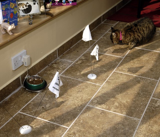 Tabby cat learning indoor electronic cat fence training with the CatFence containment system