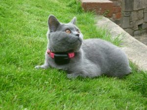 British blue cat wearing cat fence collar in garden.