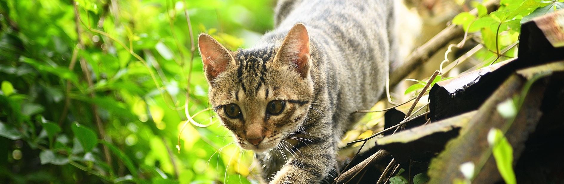 cat fence