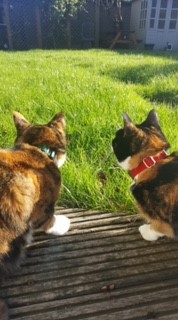 Two cats wearing CatFence collars sitting safely in a garden protected by a hidden cat fence system in the UK.
