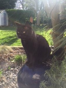 black cat with cat fence