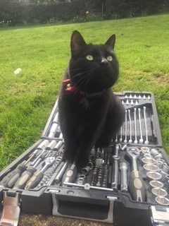 black cat contained with invisible cat fence