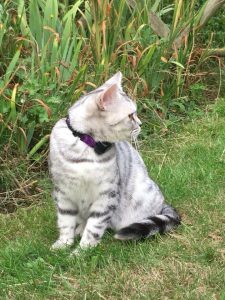 cat fences with cat collar