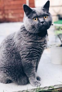 cat wearing a DIY cat fence collar