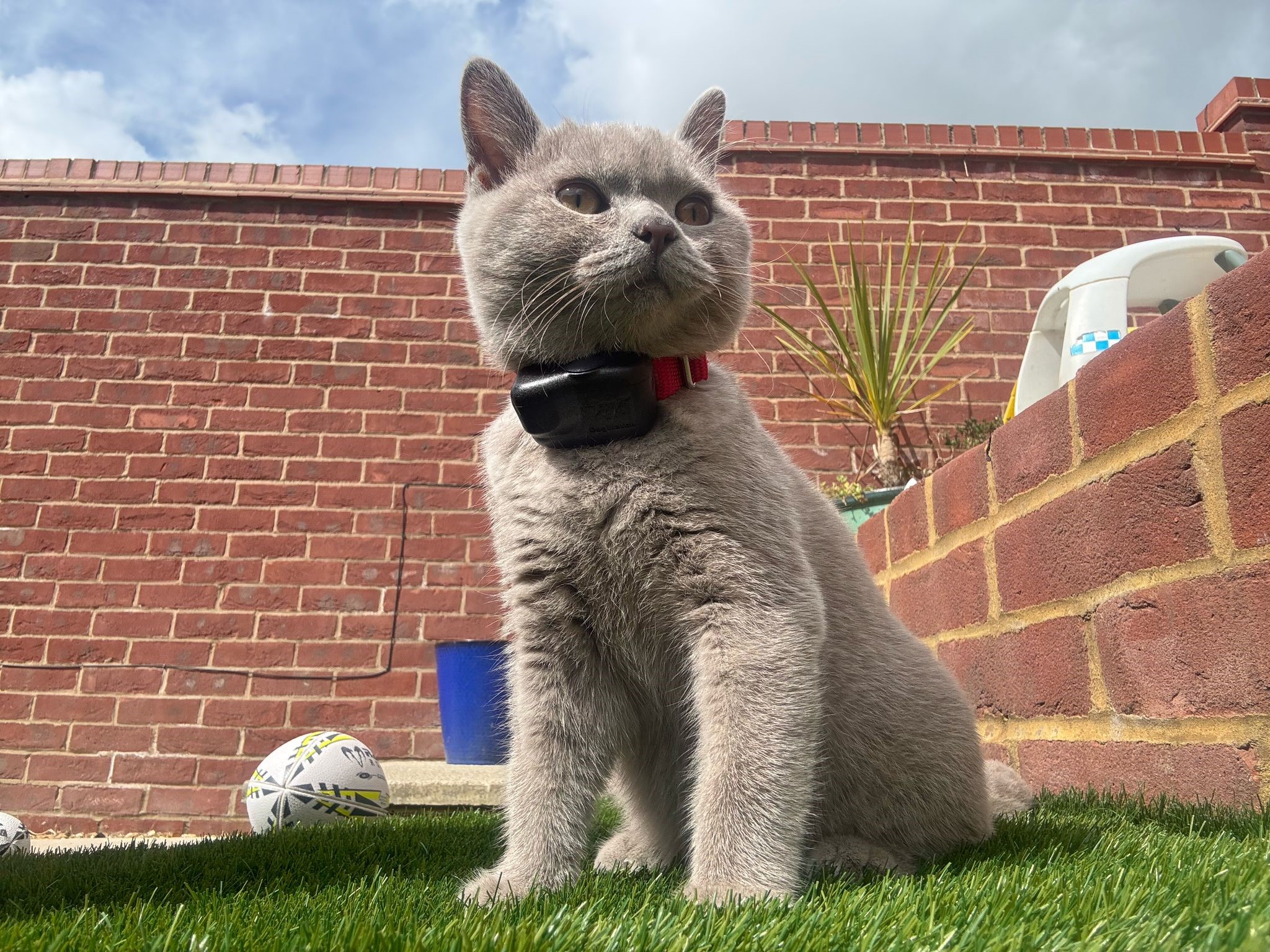 British Blue kitten exploring safely in a garden protected by a CatFence hidden cat fence system in the UK.