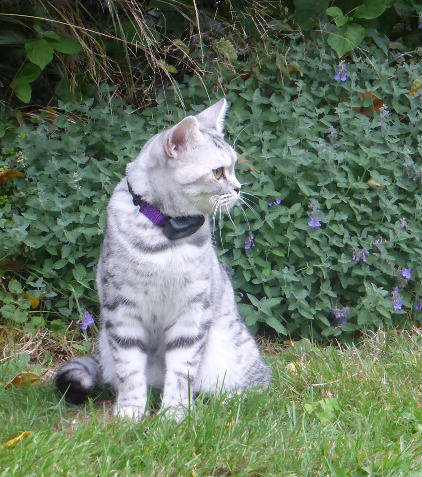 Cat wearing a CatFence collar sitting safely near garden plants within invisible fence boundary