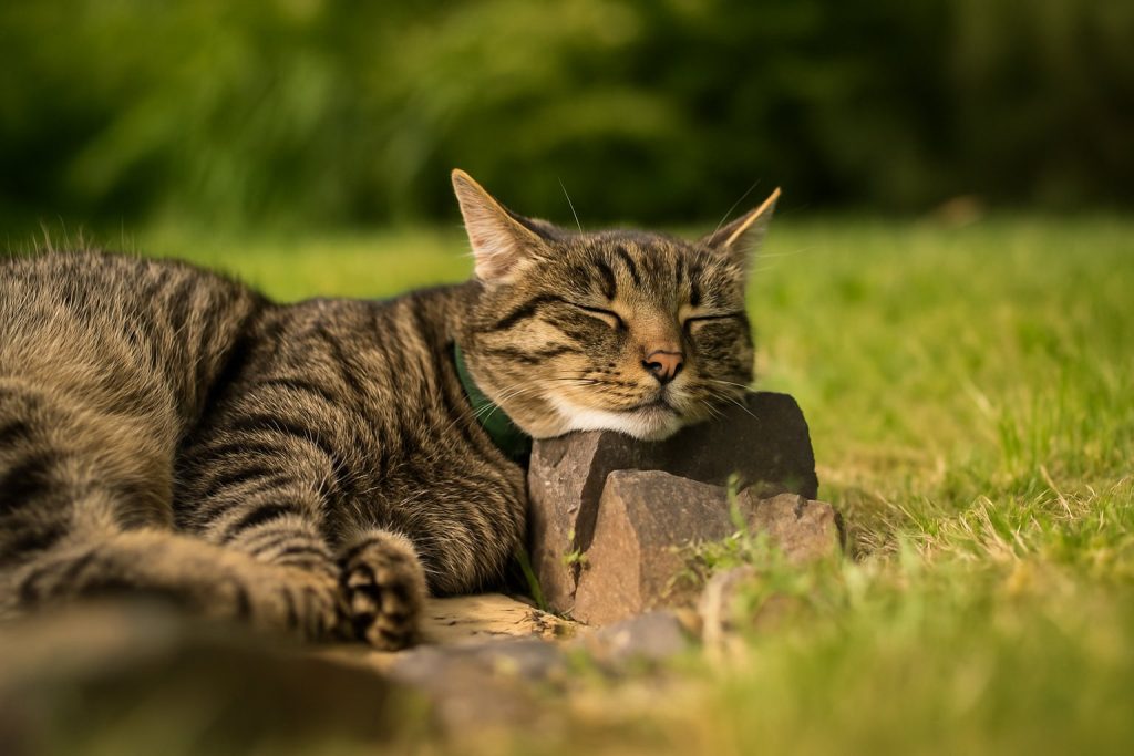 Tabby cat relaxing safely in the garden while wearing an invisible cat fence collar.