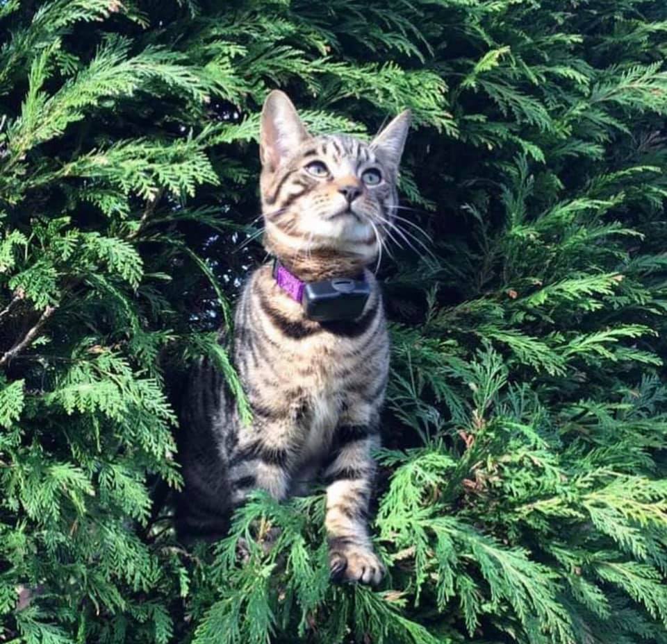 Tabby cat wearing a CatFence containment collar safely exploring a tree in the garden.