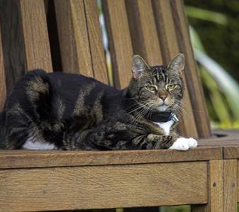 Cat relaxing safely on a garden bench protected by a CatFence outdoor hidden cat fence system in the UK.