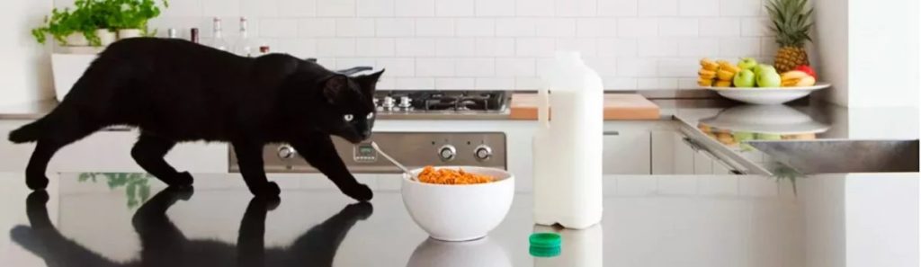 Black cat walking on a kitchen counter near a cereal bowl – an example of areas protected by CatFence indoor cat fence systems in UK homes