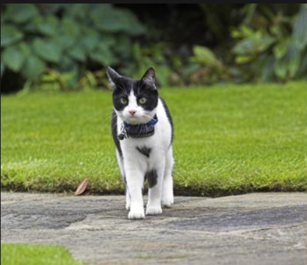 Black and white cat named Jellicle enjoying safe outdoor freedom in the garden with a CatFence DIY containment collar.