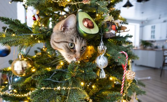 cat proof Christmas tree using BOB indoor cat boundary