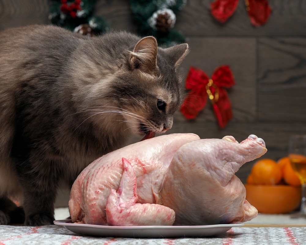 cat stealing Christmas turkey before using BOB indoor cat boundary