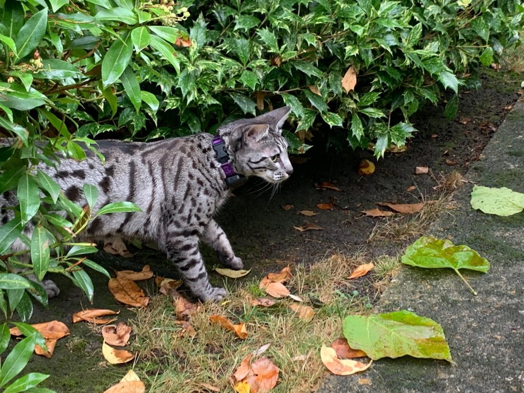 Outdoor cat wearing a collar, reflecting welfare and safety considerations in the electric collar consultation